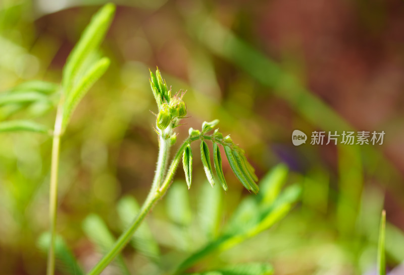 嫩绿新芽特写，展现生机勃勃的自然之美