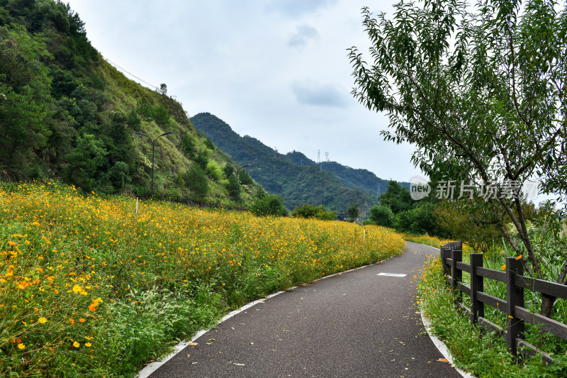 黄色小花小路