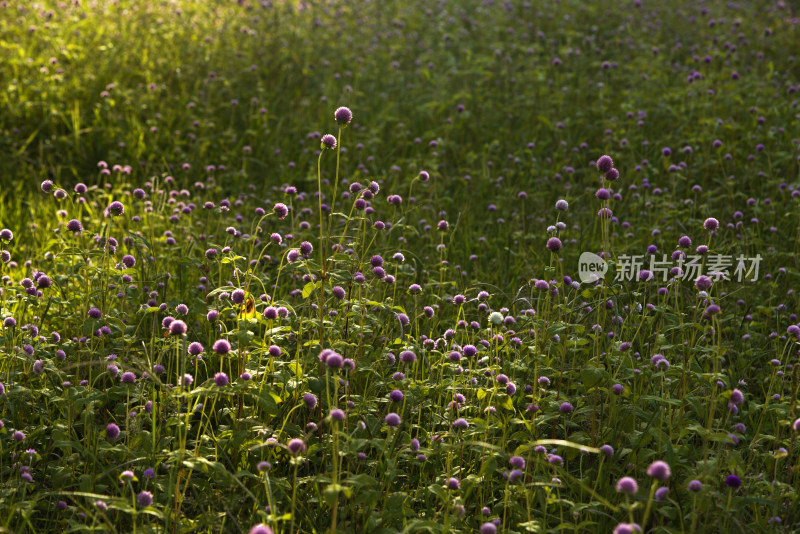 特写秋日植物枝叶