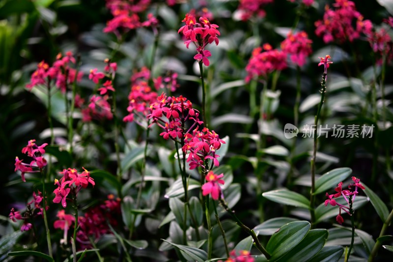 粉红色花卉绿植特写