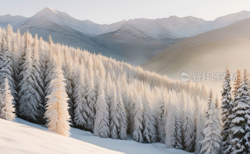 冬季森林白雪覆盖风景