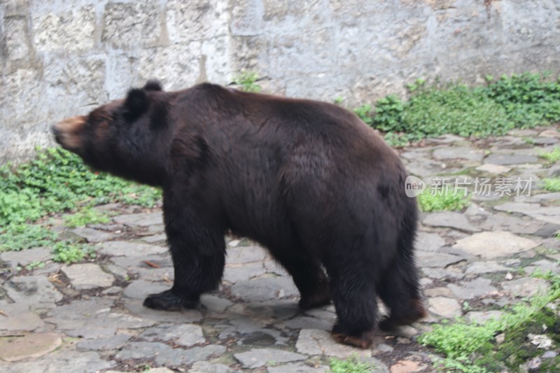 动物园棕熊