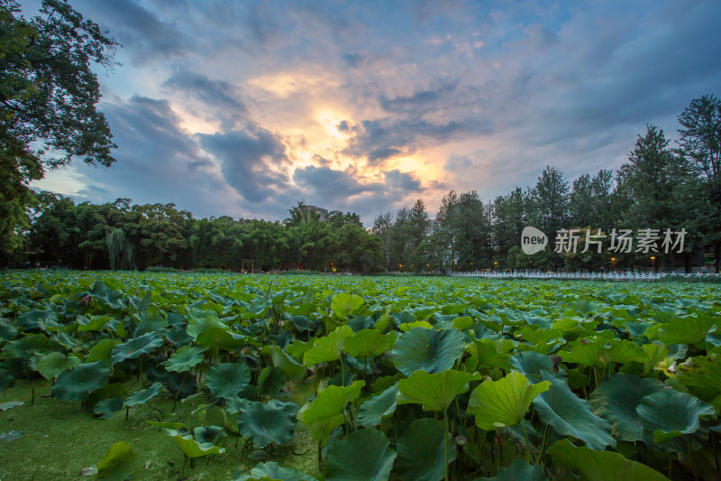 翠湖日落