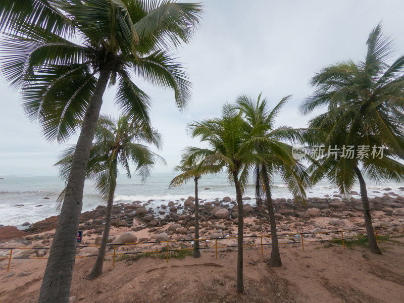 三亚南山海滩棕榈树顶空景观