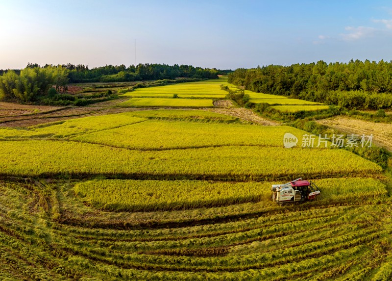 江西金溪：水稻晚稻丰收收割忙