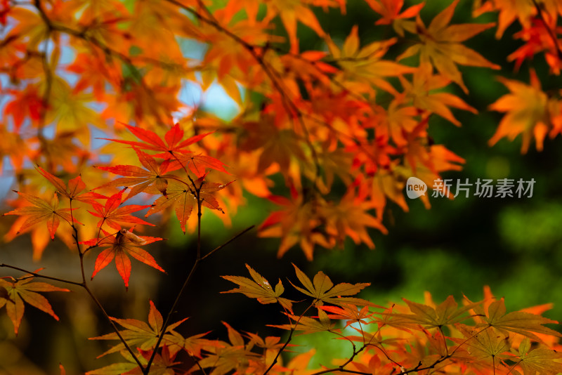 秋季，树枝上的红枫风景