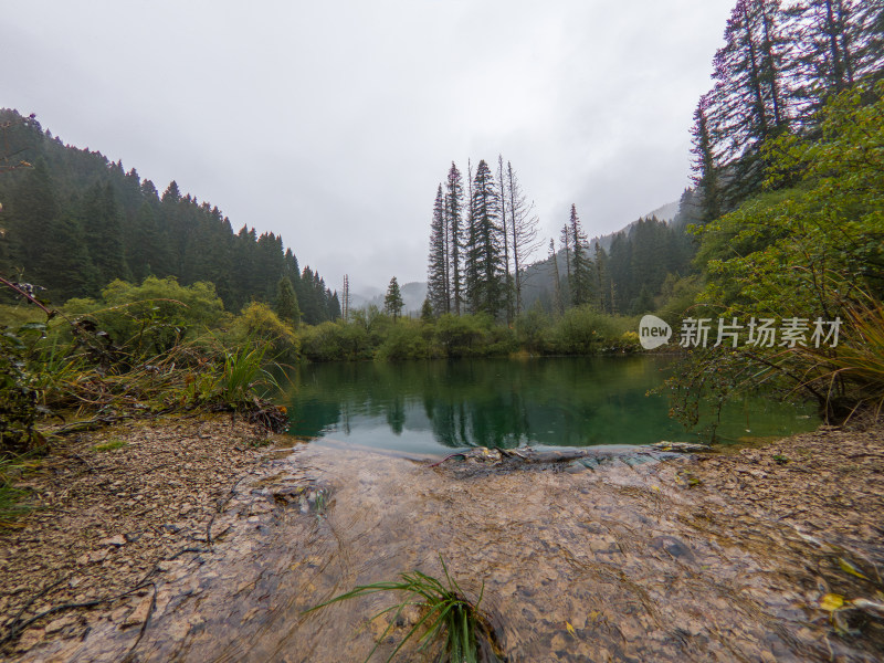 静谧的森林与湖景