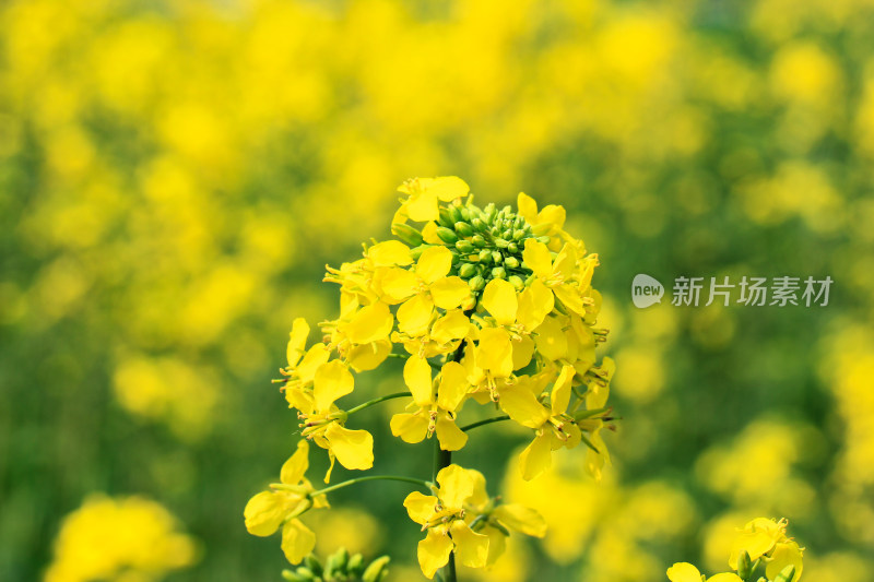 金灿灿的油菜花特写