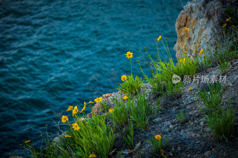 辽宁大连海岸边的金鸡菊花海盛开