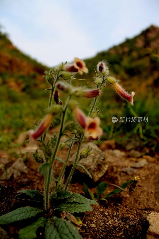 野生地黄的花朵