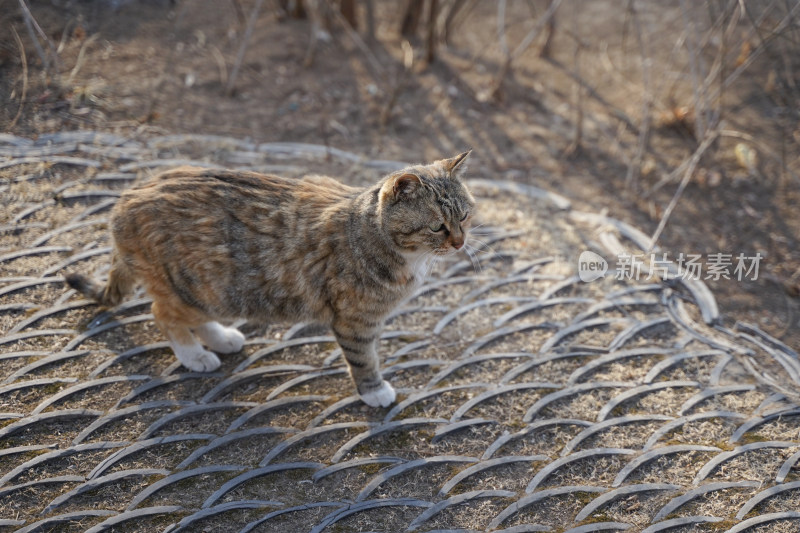 狸花猫在公园中流浪猫