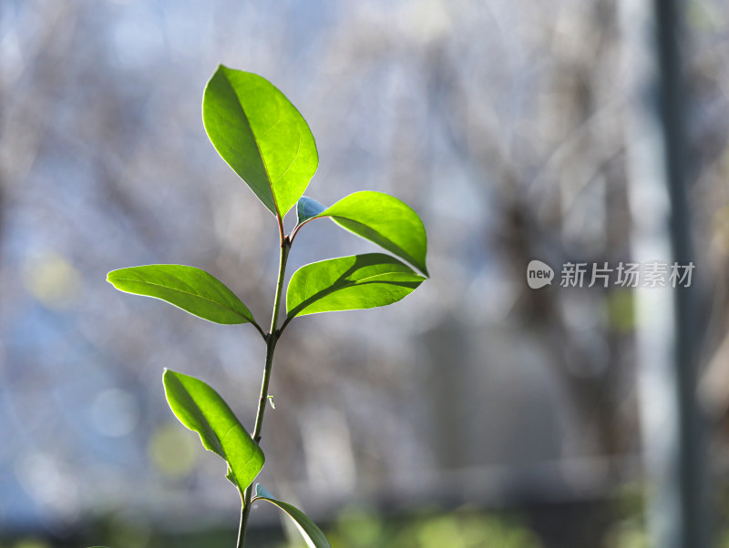 春天阳光下闪闪发光的绿色树叶叶子的风景