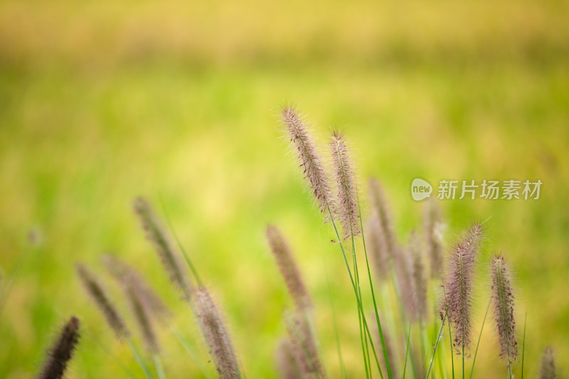 野生的狼尾草绿化观赏植物