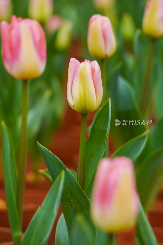 郁金香特写