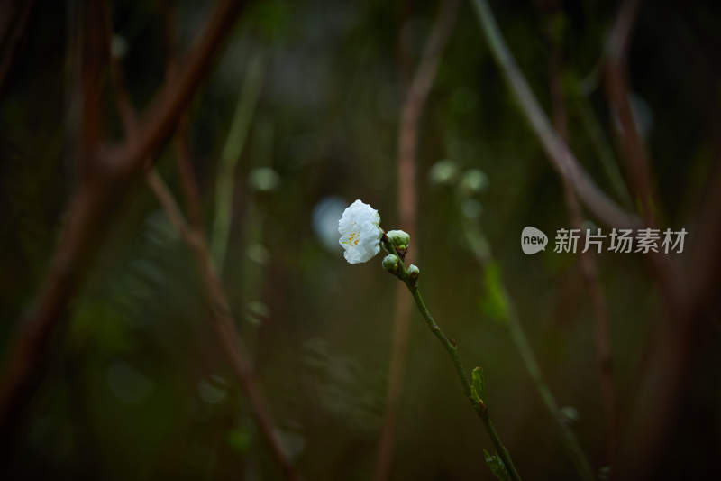 特写白色花卉与花苞