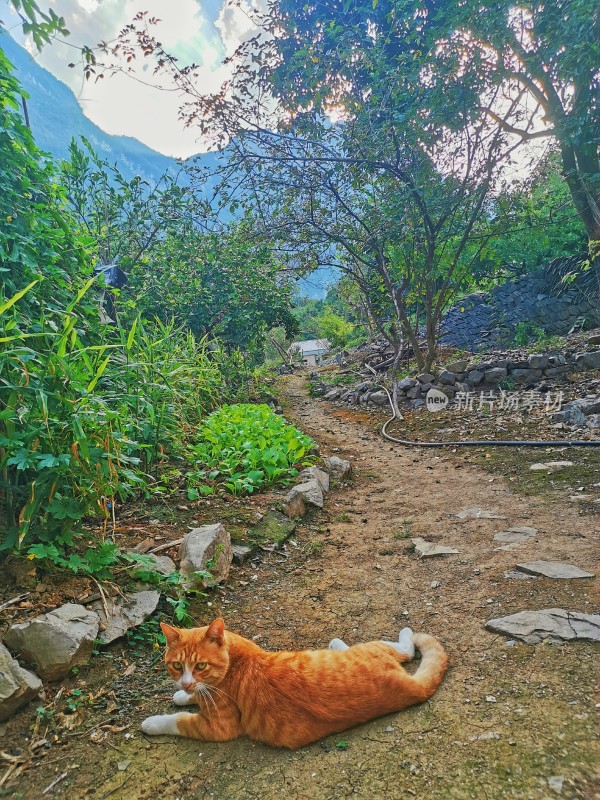 可爱橘猫