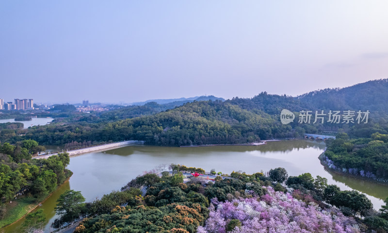 广州大夫山森林公园紫荆花与湖泊树林航拍