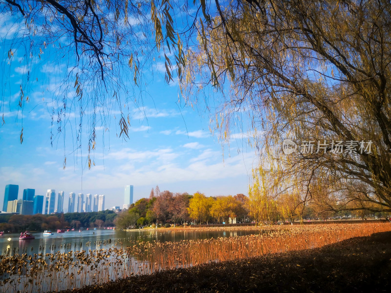 蓝天下秋天枯黄树叶植物摄影图