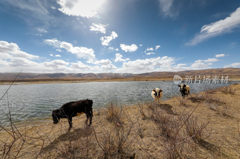 蓝天白云秋季湖边的牛