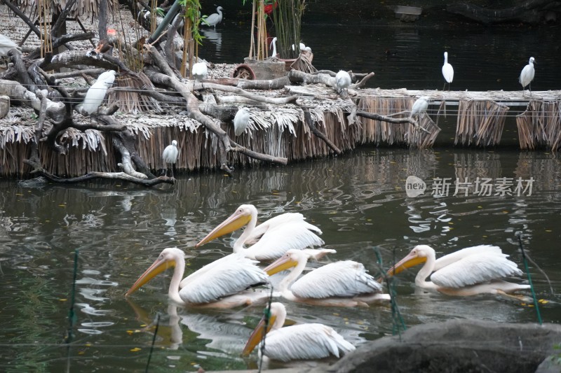 水中鹈鹕与岸边白鹭景观