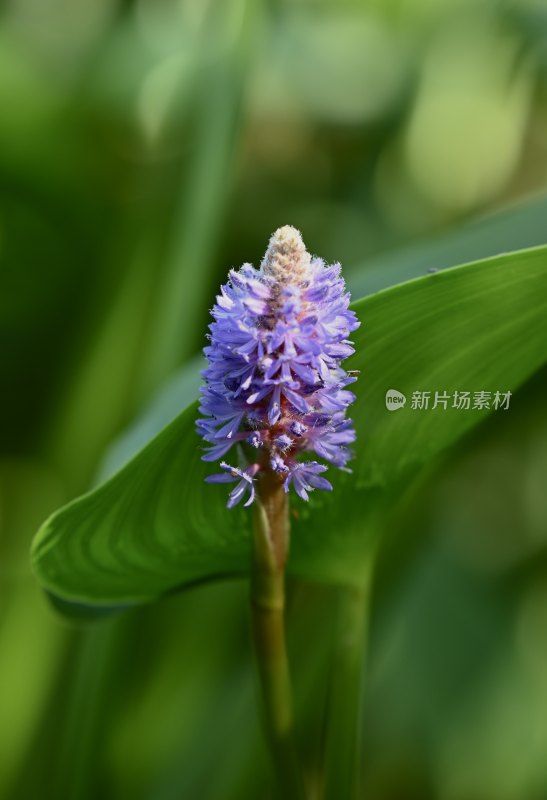 梭鱼花开