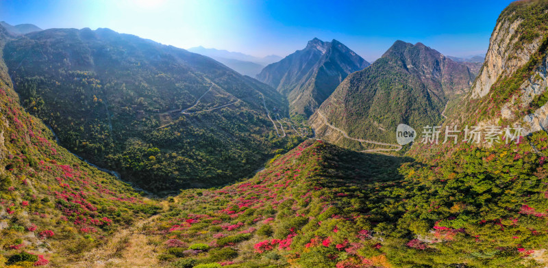 三峡红叶