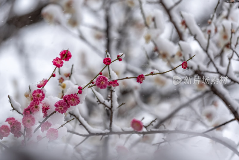 春天公园里雪中盛开的梅花