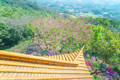 广州麓湖公园鸿鹄楼屋檐与山林鲜花景观