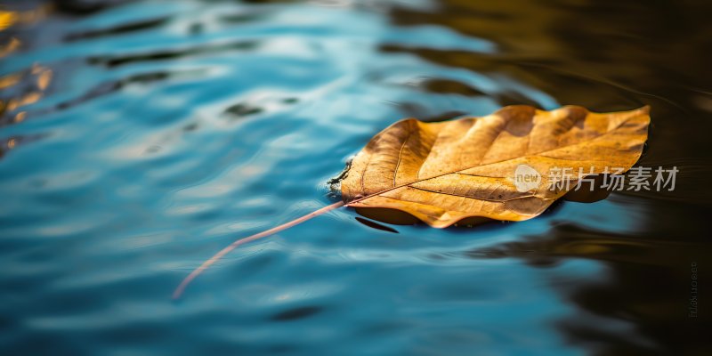 水面上的黄色落叶