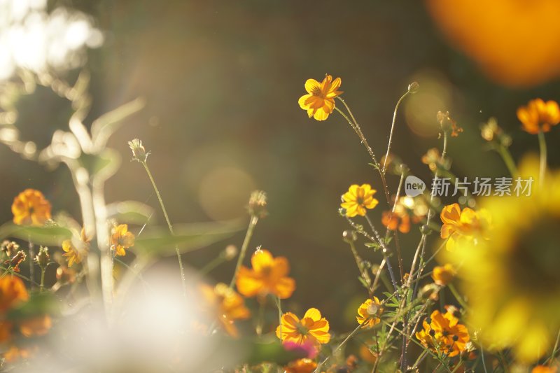 野雏菊花系列