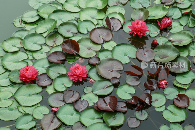 北京国家植物园睡莲