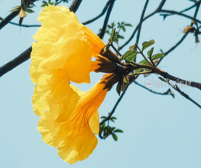 黄花风铃木