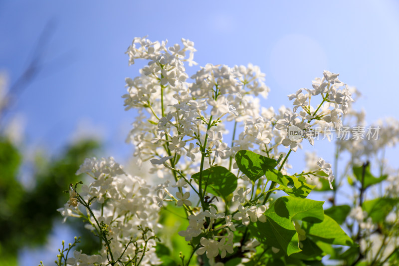 北京天坛公园丁香花