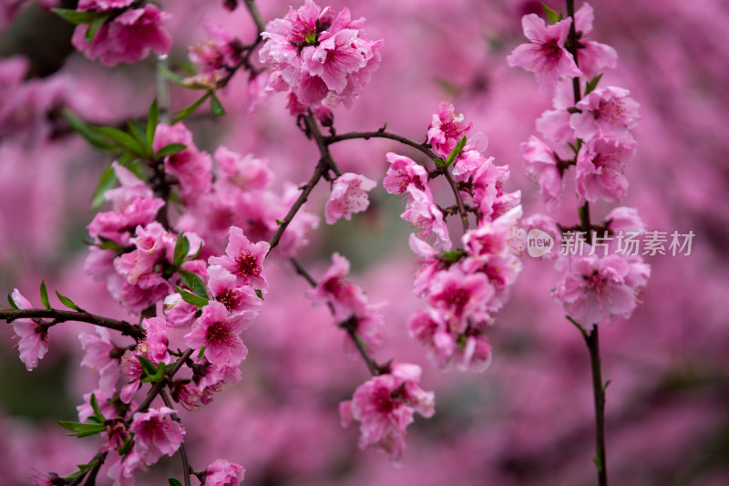 盛开的桃花红艳艳