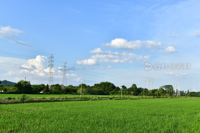 美丽乡村蓝天白云水稻田