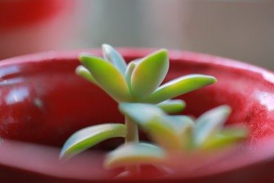 红色花盆中的绿色多肉植物