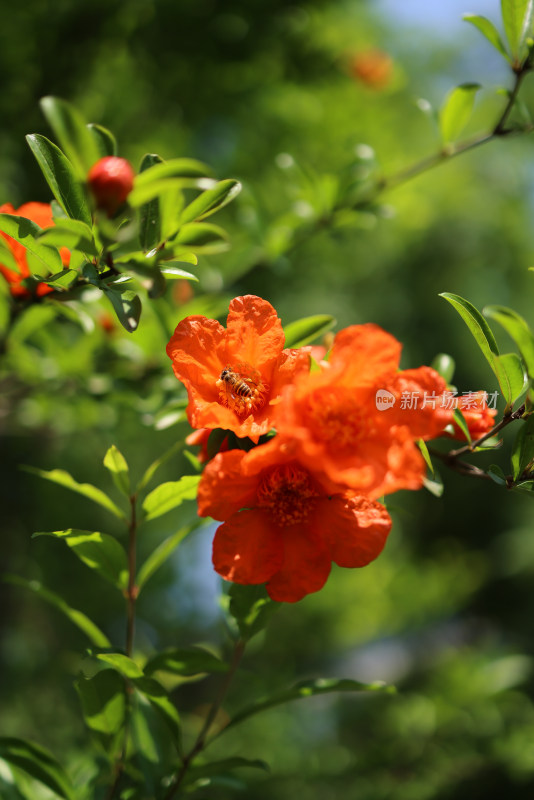 蜜蜂在石榴花上采蜜