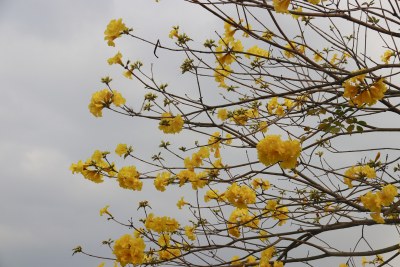 黄花风铃木 