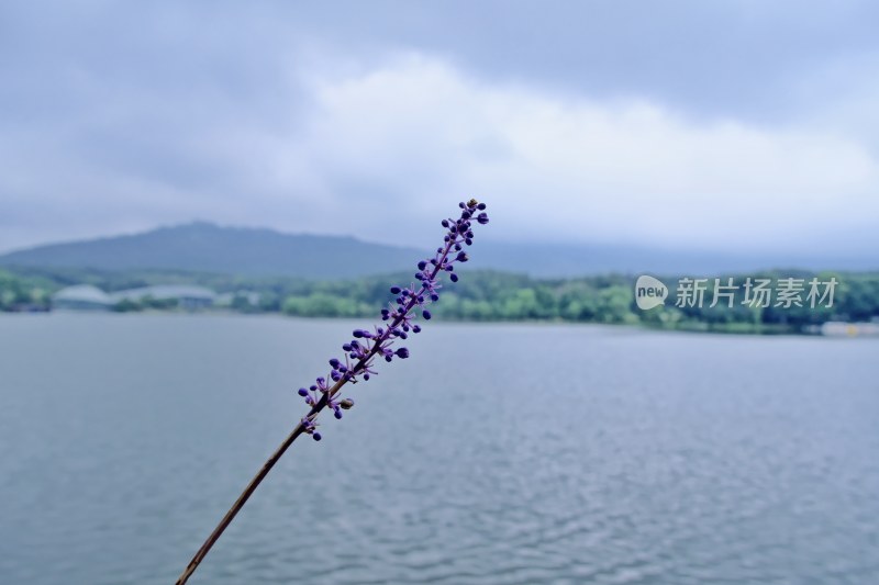 南京钟山景区 前湖 琵琶湖