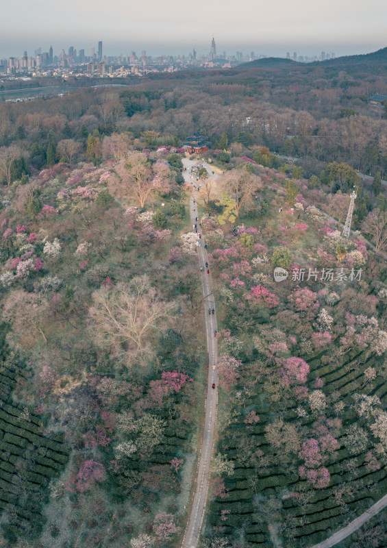 城市近郊繁花盛开的林间道路