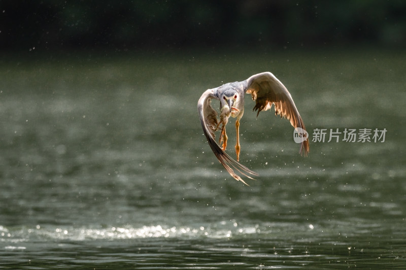 飞过湖面的鸟的特写镜头