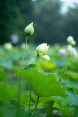 公园盛夏荷花