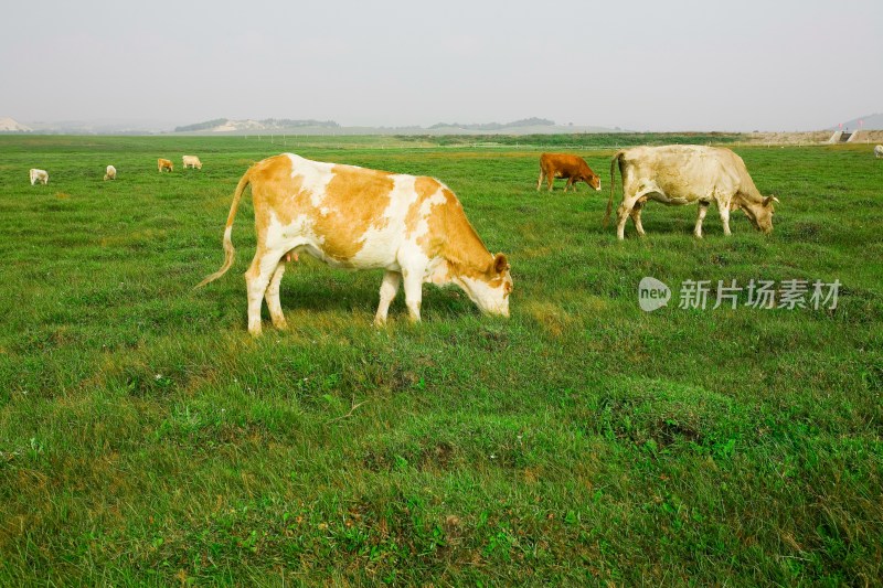 内蒙,坝上,乌兰木统,乌兰木统草原,红山,军马场,草原,草地,