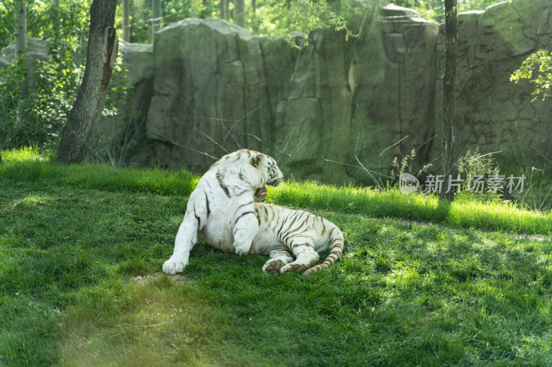 白虎孟加拉虎躺在草地上