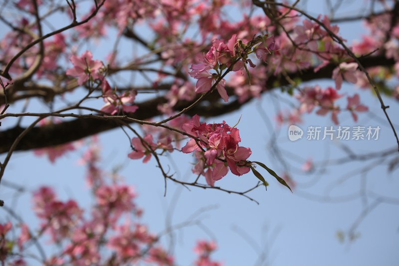 粉花满枝的春日盛景