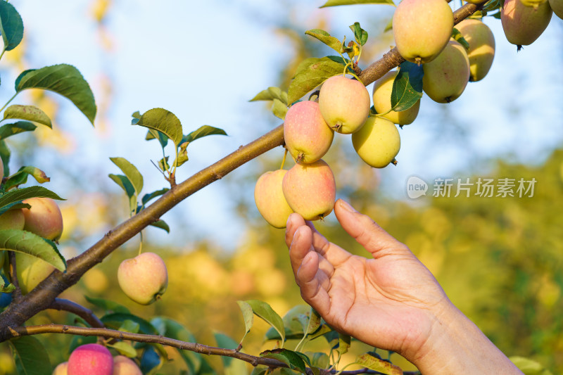 中国东北八月份的鸡心果