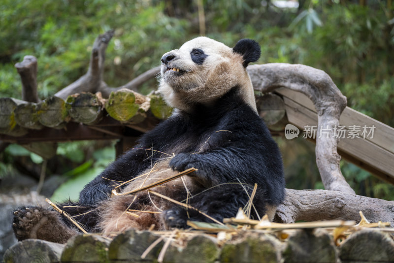野生动物园里正在吃竹子的大熊猫