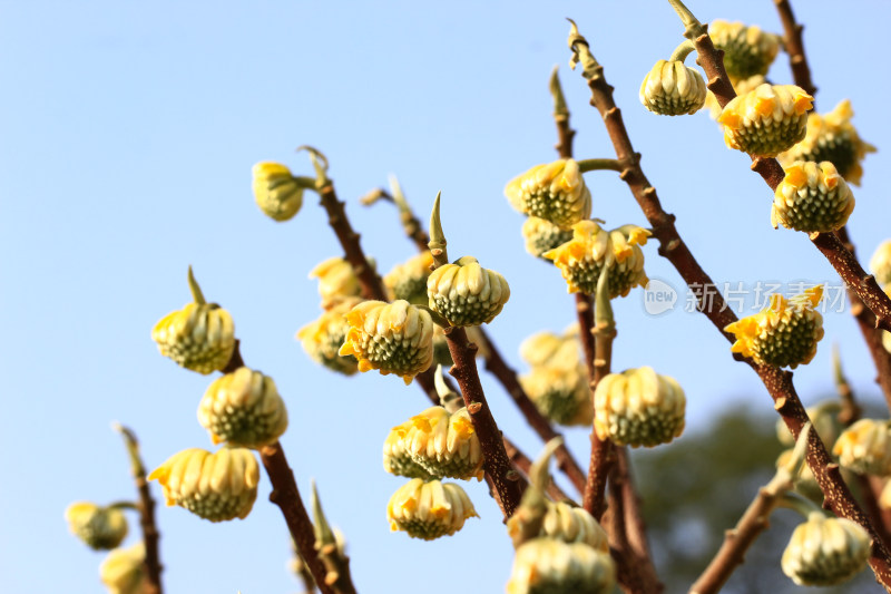 结香花花蕾实拍素材