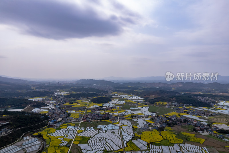 农业种植农田油菜花航拍图