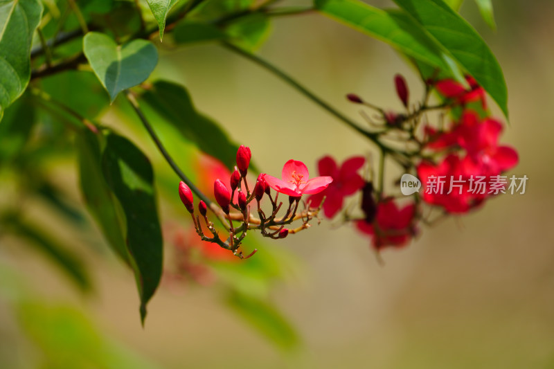 红色开花植物琴叶珊瑚